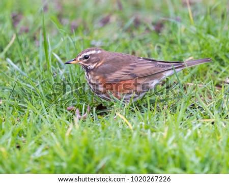 Redwing and earth worm on grass