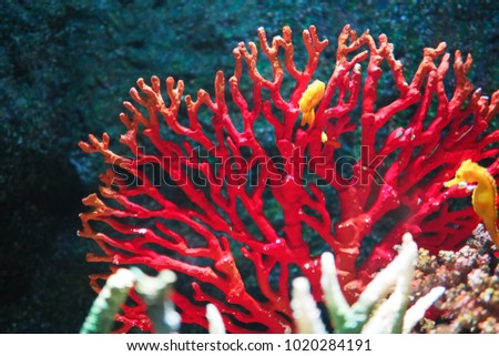 The beautiful red coral in the underwater with two little yellow seahorses. The picture concepts are underwater, sea, fish, biological, animal, plants with copy space.