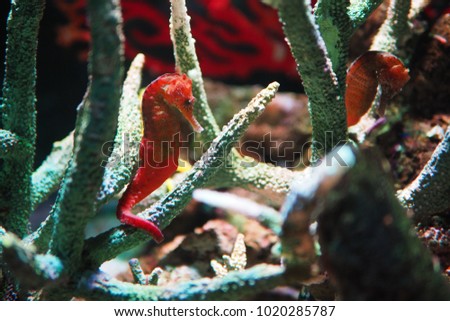 The beautiful green coral in the underwater with two little red seahorses. The picture concepts are underwater, sea, fish, biological, animal, plants.