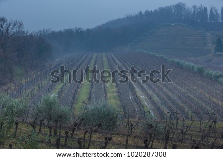 morning haze. view of senescent old vineyard in winter with bare, dormant branches, green grass, blue sky in Manzano, Italy
