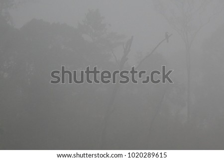 A thick cloud of mist on the top of the hill, with birds on the branches, is a component of the image.