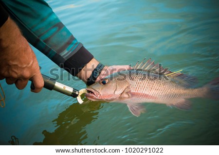 Mangrove jack fish being gently released back to the water after being tagged for research purposes Royalty-Free Stock Photo #1020291022
