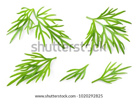 Dill. Fresh dill herb isolated on white. Collection. Royalty-Free Stock Photo #1020292825
