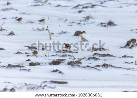 Horned lark and snow buntings foraging in the snow in rural Quebec Canada,