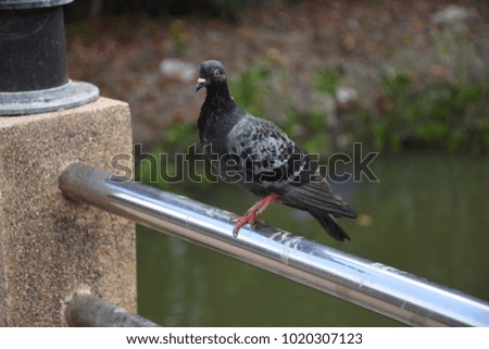 Some focus closeup the single black bird or pigeon stand on a stainless steel rail or bridge rail by one red leg at the liver side or lake in park