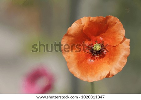 Wild orange poppy flower
