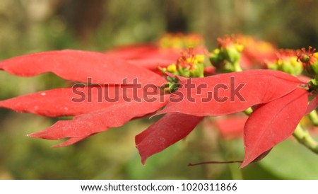 red flower background in garden, landscape red leafs. autumn leaves isolated on green background,watercolor leaves and berries in red colors,Yellow and red leaves in garden, Collection of Beautiful 