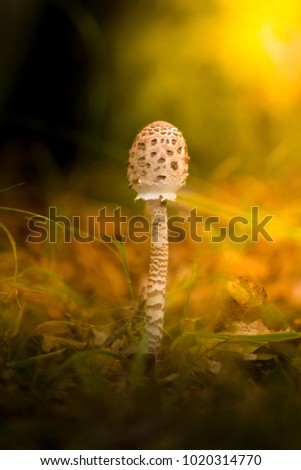 Mushrooms in epic warm light in spring and summer nature, Slovakia