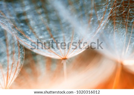 delicate fluffy dandelion flower seeds reach out to the blue sky on a Sunny day