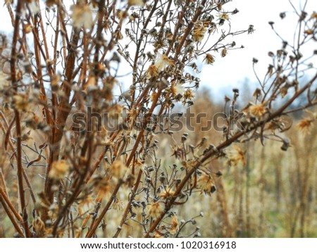 Nature crop tree branch autumn winter in Hungary, 2018