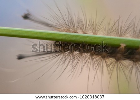 Macro Hariry caterpillar