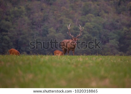 Old big red deer in rut place during autumn with warm light, wildife Slovakia, useful for hunting news or articles