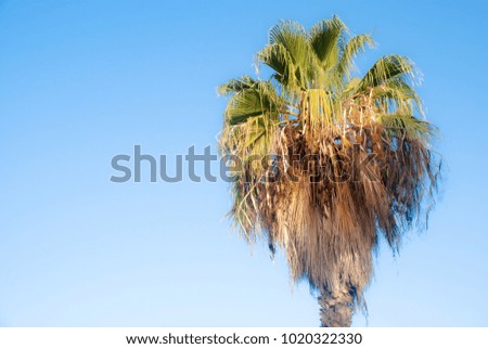 Alone palm tree on the blue sky
