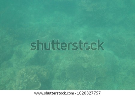 Underwater Tropical Nature Wallpaper