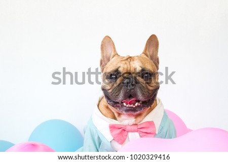 French bulldog in tuxedo sitting among the sweet color balloons on white background, love and sweet concept for valentines Royalty-Free Stock Photo #1020329416