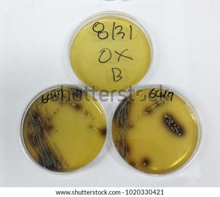 Microbiological analysis plate