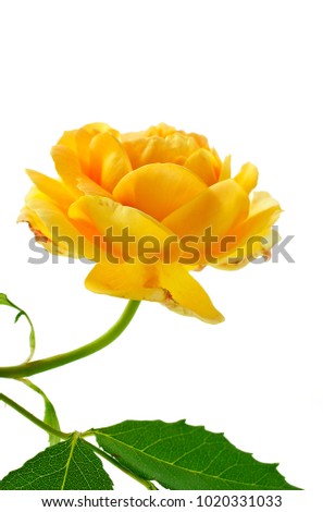 Yellow english garden rose isolated on a white background