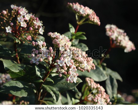 The beautiful early spring flowering shrub, Viburnum tinus also known as Laurestine, lit by a low winter sun.