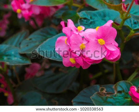 image of a beautiful Pink begonia is blooming in the garden
