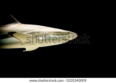 Shark passing on a black background