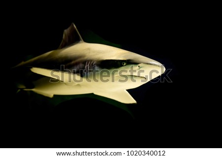 Shark passing on a black background