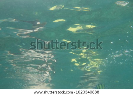 Underwater Tropical Nature Landscape Wallpaper