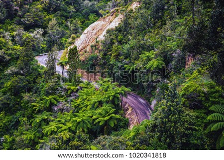 Curvy road through the jungle on Coromandel Peninsula, New Zealand