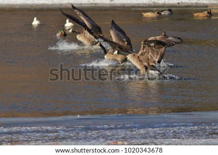 Canadian Geese in flight, or shortly after takeoff.  As seen in Saint Louis, Missouri, USA.  These graceful animals follow their migratory patterns as winter approaches.  Representing Natural Wonders.