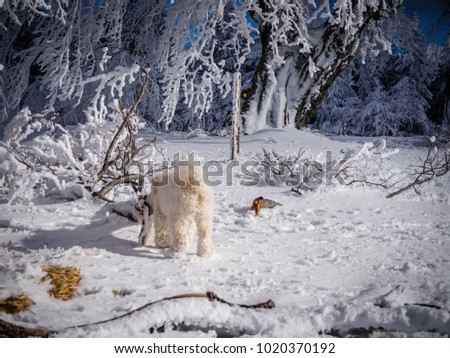 An extremely cute golden doodle puppy snuffling around a fantastic winter landscape.  Picture taken from a place called "Schauinsland" which means look into the valley.