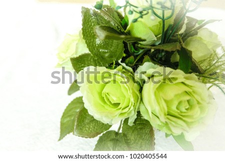 Green rose on white background look like a dream.