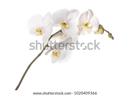 White orchid on white lightbox background