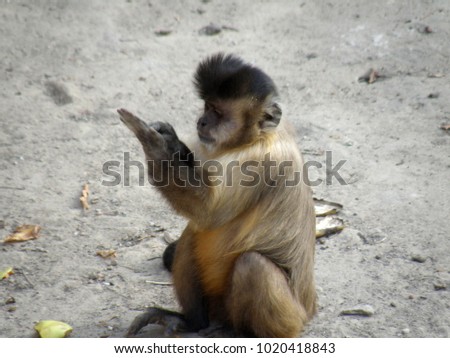 Little brown smart monkey