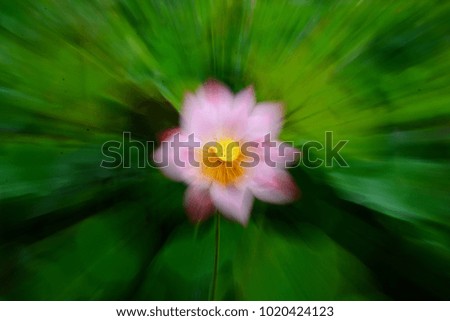 Beautiful lotus and intoxicating garden