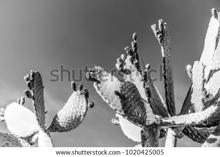 Tropical green blossom cactus plant with fruit in red color, cactus spines. Prickly pear cactus close up, Bunny Ears cactus or Opuntia Microdasys. 
