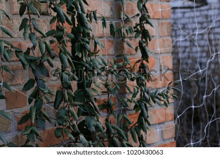 macro vine leaves on bricks wall background 