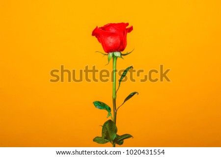 Beautiful fresh red rose over orange background with free copy space for text.