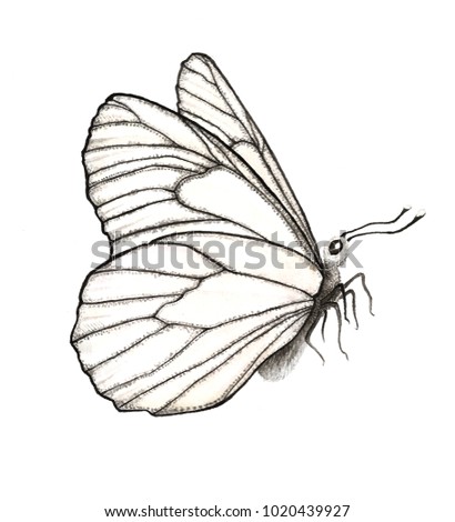 Realistic butterfly isolated on white background. Art vector illustration.
