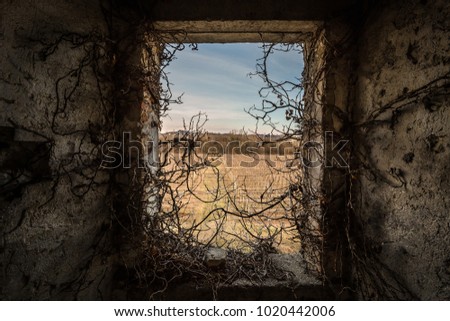 beautiful view of vineyard through the window of abandoned house. picture in a nature maded frame