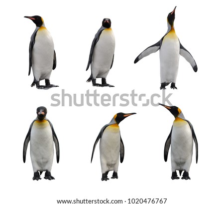 King penguin set isolated on white
