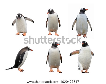 Gentoo penguin set isolated on white