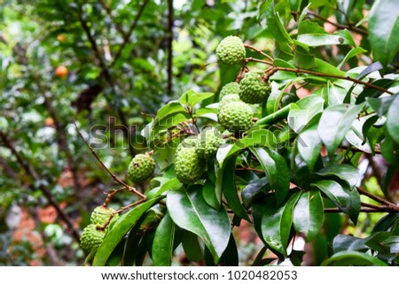 Young Lychee on tree ,fruit Asia Thailand