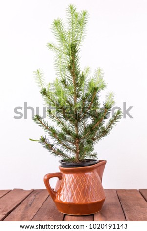 Canadian spruce in a pot on white background
