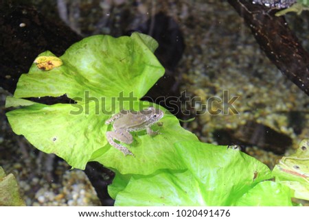  Green "European Marsh Frog" in natural habitat. Its Latin name is Pelophylax Ridibundus.