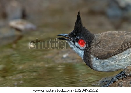 It has a pointed black crest, white cheeks, brown back, reddish under tail coverts and a long white-tipped tail. The red whisker mark, from which it gets its name, is located below the eye