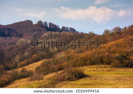 forested hill in springtime. lovely countryside scenery with weathered grass on a slope