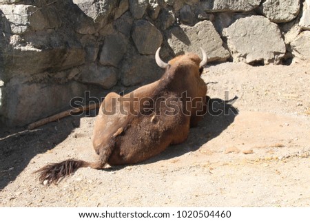  "European Bison" (also known as Wisent or European Wood Bison) resting on the ground. Its scientific name is Bison Bonasus.