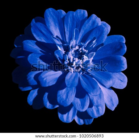 Blue daisy flower isolated on the black background with clipping path.  Closeup.  Nature.

