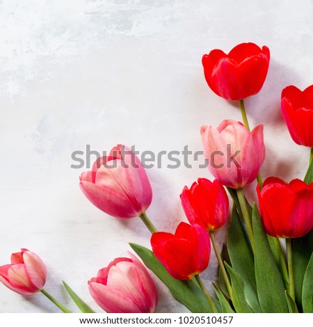 Red and pink tulips flower background. Top view with copy space.