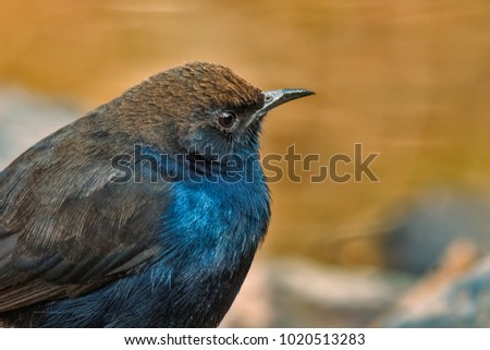 The Indian robin is a species of bird in the family Muscicapidae. It is widespread in the Indian subcontinent, and ranges across Bangladesh, Bhutan, India, Nepal, Pakistan, and Sri Lanka.