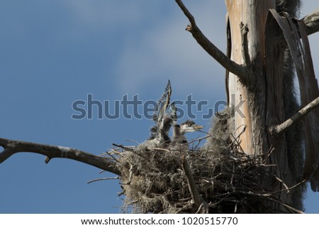 Great blue heron chicks playing and testing their wings in the nest against a bright blue sky